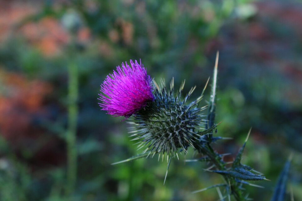 Flower purple prickly