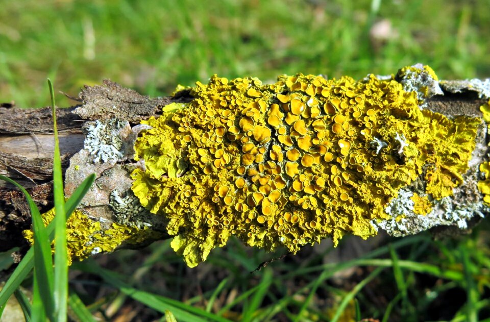 Leaf braid dead wood green