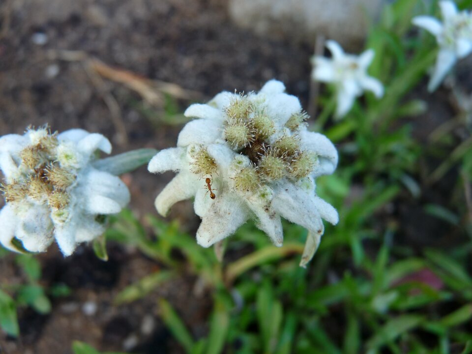 Edelweiss ant flower