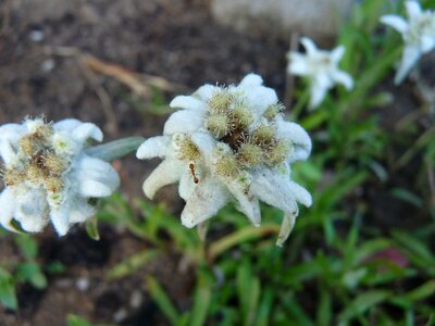 Edelweiss ant flower
