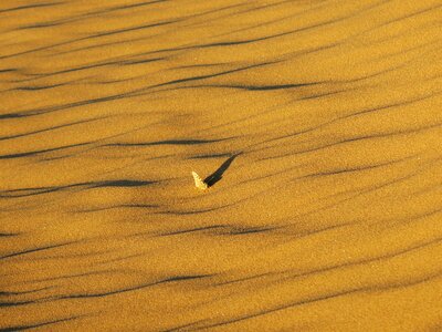Sahara sand shadow photo