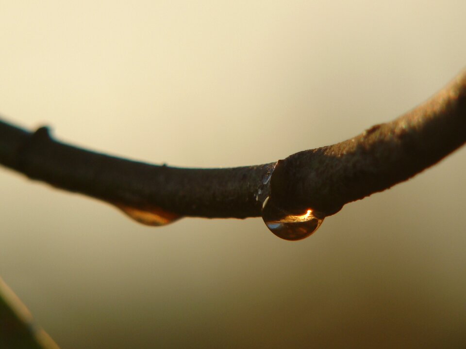 Garden branch dew
