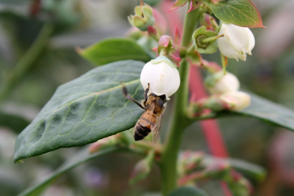Blueberry apis mellifera pollination