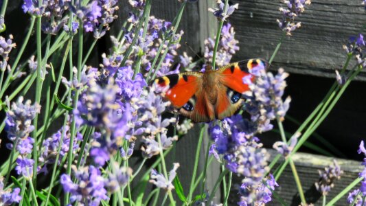 Butterfly color fauna