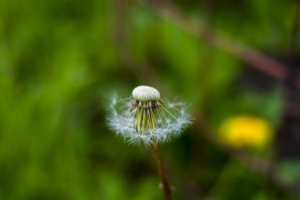 Plant lawn taraxacum