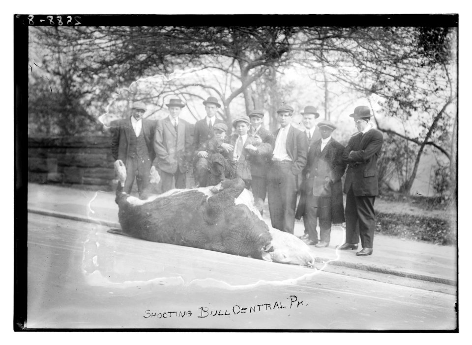 Shooting bull - Central Pk (i.e., Park) LCCN2014694643