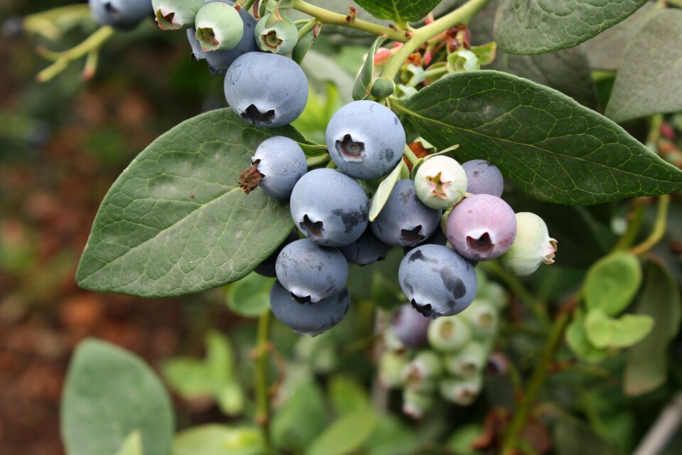 Blueberry vaccinium exotic fruits