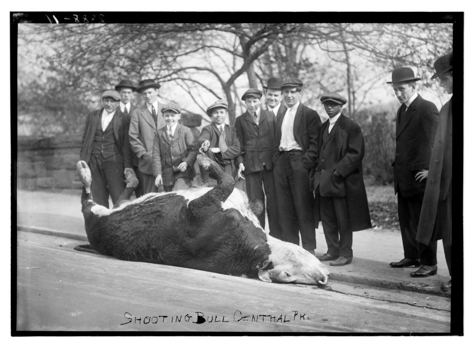 Shooting Bull - Central Park LCCN2014694540