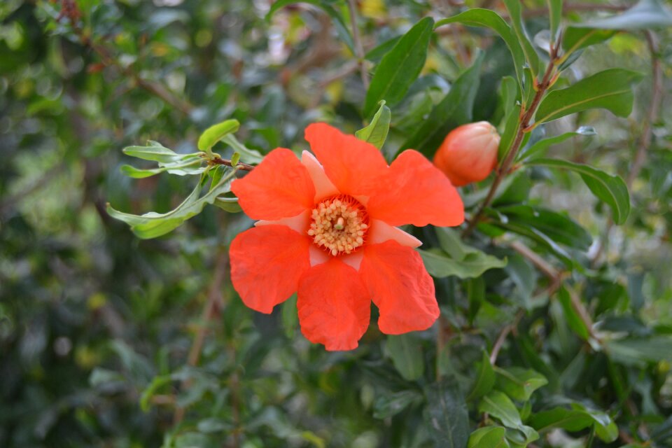 Granado punica granatus flowers