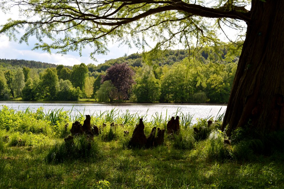 Greizer park tree thuringia germany