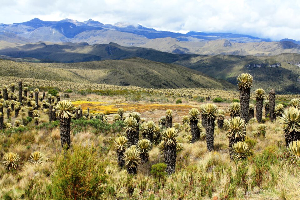 Moor tolima frailejones