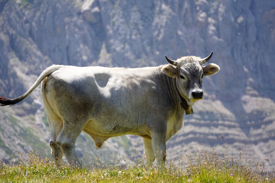 Bell beef bos primigenius taurus