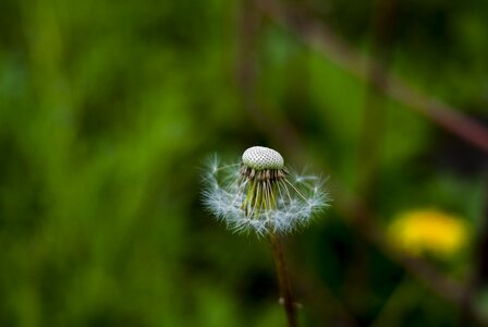 Taraxacum plant lawn photo