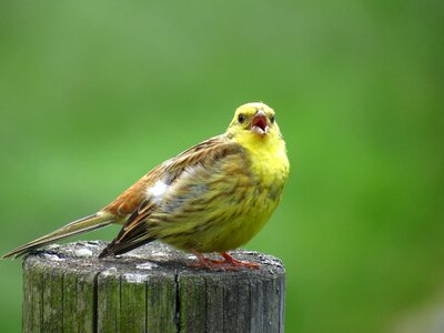 March lower austria yellow