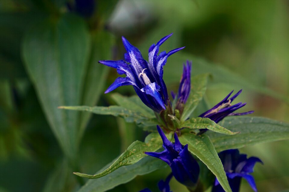 Alpine plant alpine flower blossom