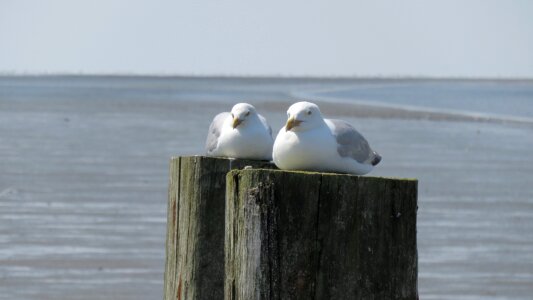 Nature seagull beach