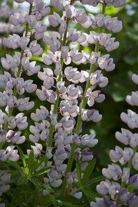 Flowers sweden nature