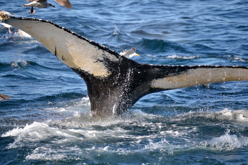 Whale cape cod massachusetts