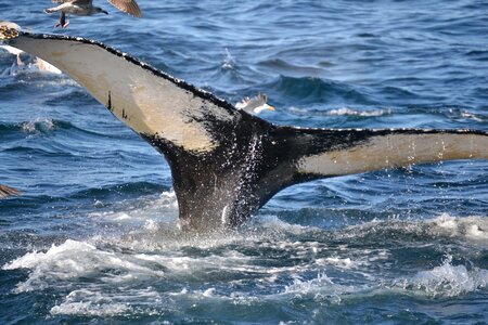 Whale cape cod massachusetts