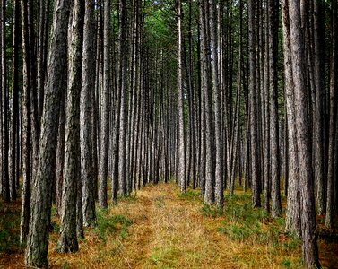 Pine forest pine landscape photo