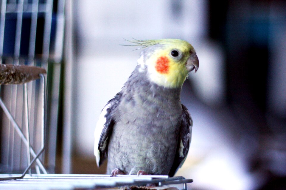 Colorful bird free bird nature photo