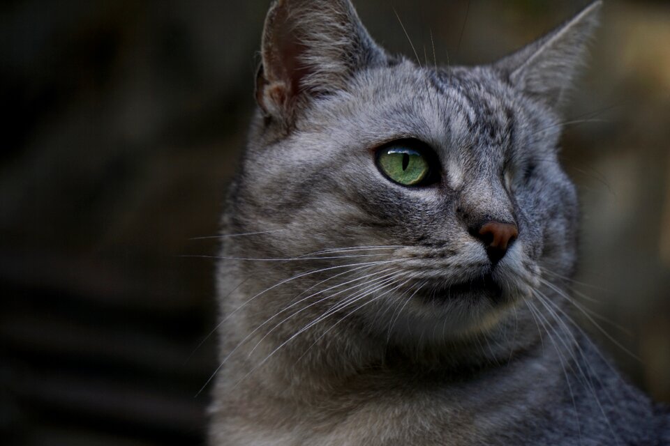 Domestic cat felis silvestris catus whiskers