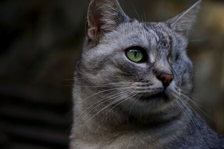 Domestic cat felis silvestris catus whiskers