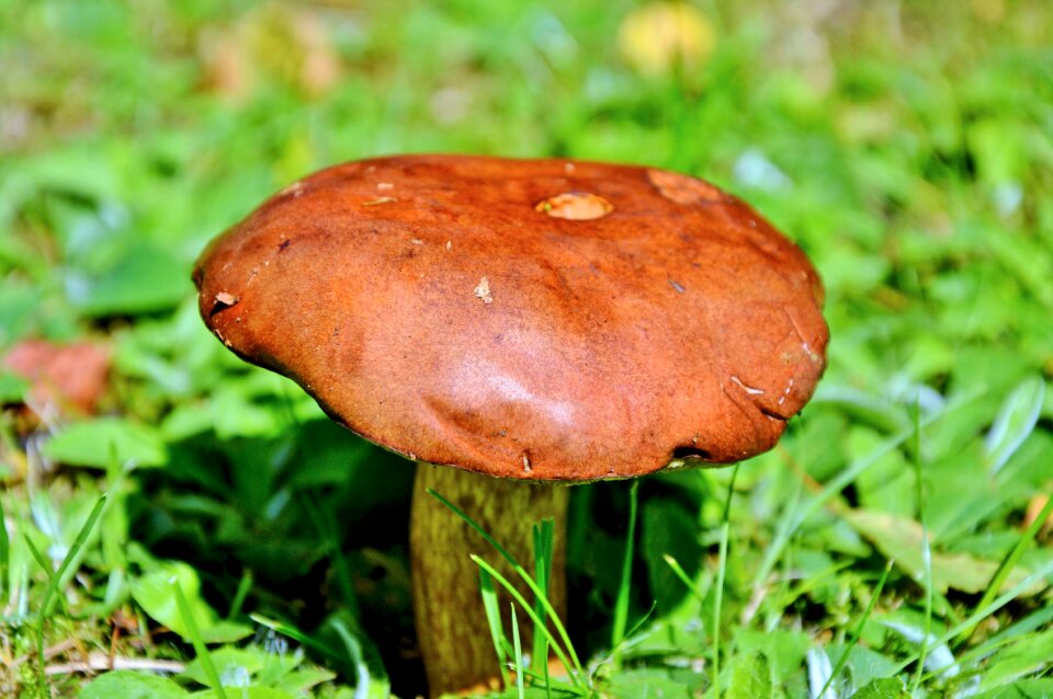 Forest mushroom edible mushroom picking