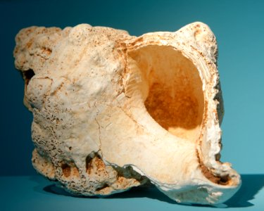 Side-blown conch Antsiraka Boira DAC Mayotte