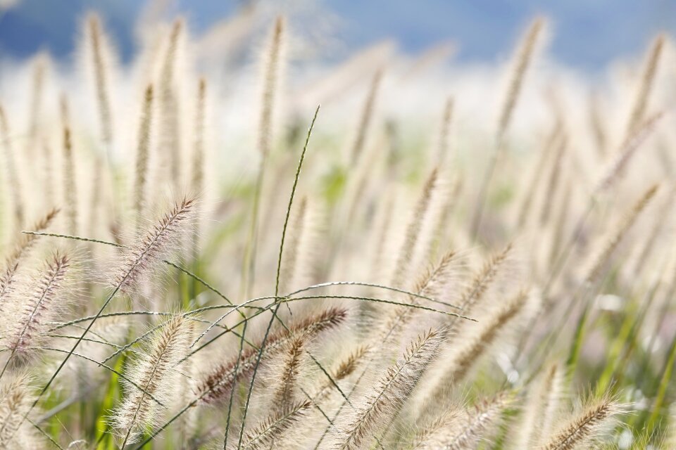 Reeds forest reed autumn