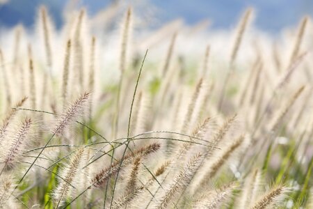 Reeds forest reed autumn