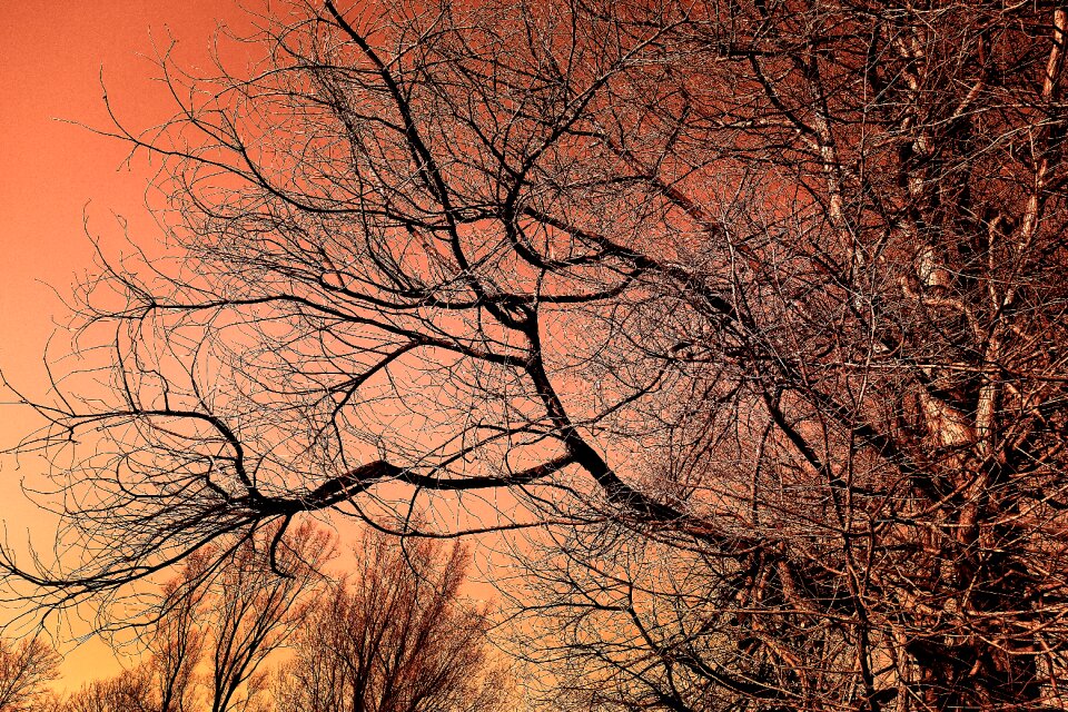 Branch bare branch skeletal