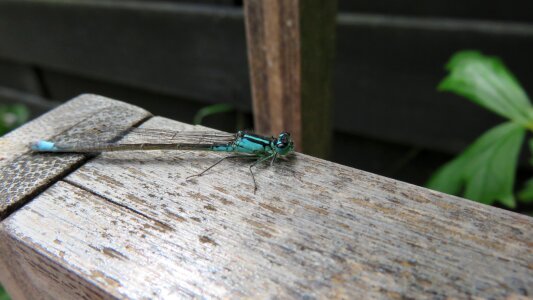 Damsel nature bug photo