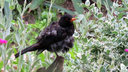 Black spring garden