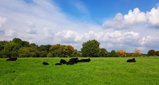 Meadow nature pasture