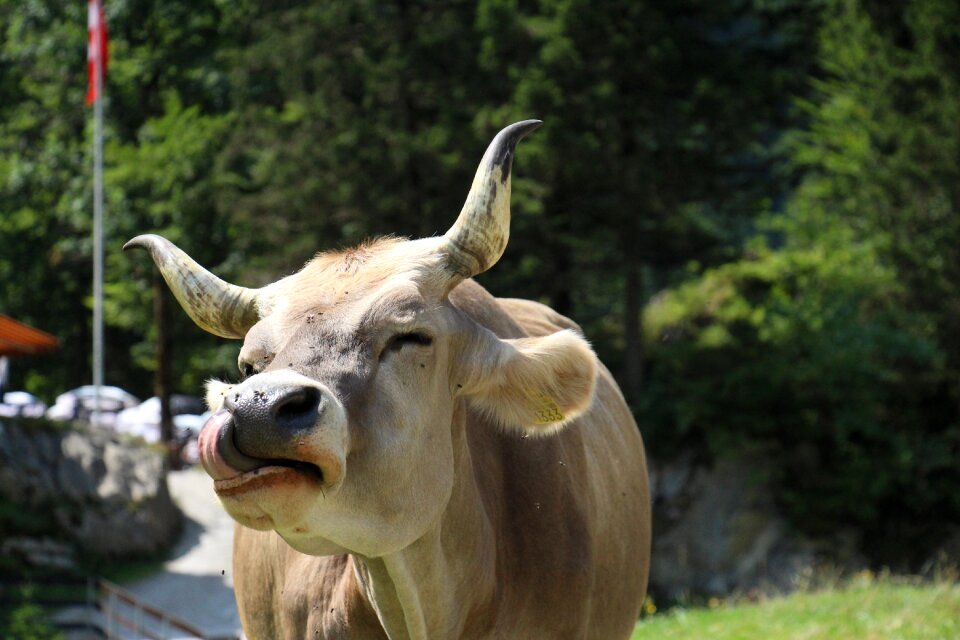 Grass farm mammal