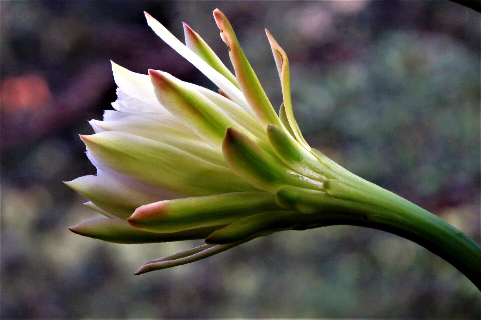 Cactus night blooming natural
