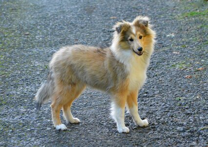 Fawn overlaid with black female shetland sheepdog