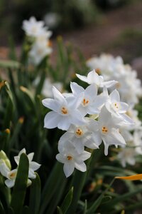White bulbs spring