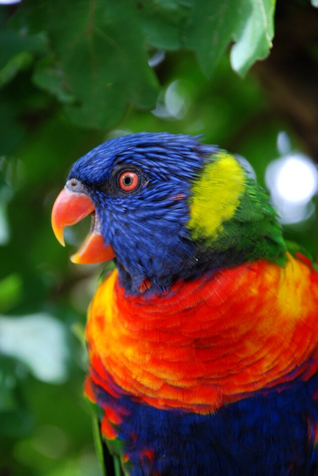 Animal world animal color