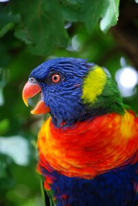 Animal world animal color