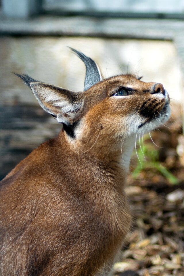 Kalaharia big cat cat