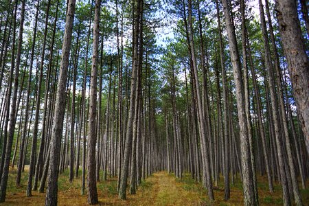 Landscape pine pine forest