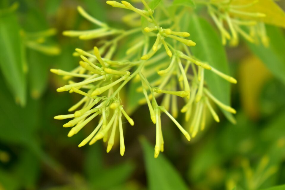 Queen of the night cestrum nocturnum green night