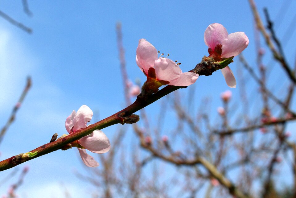 Flowering tree pink flowers spring