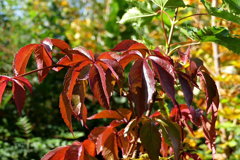 Red fall foliage discoloration