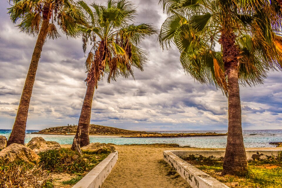 Autumn palm trees beach