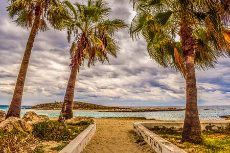 Autumn palm trees beach