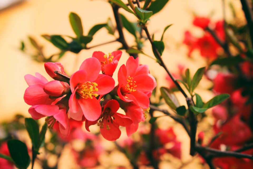 Flowering flower flower blooming flowers