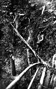 Sikhim and Bhutan - Bamboo Roadway